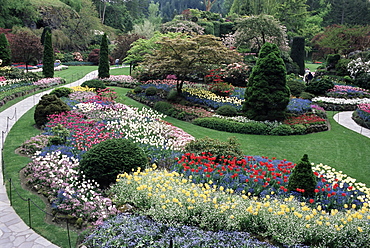 Tulips in the Butchart Gardens, Vancouver Island, Canada, British Columbia, North America