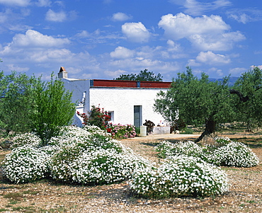 Summer flowers in front of a white walled Spanish villa in Valencia, Spain, Europe