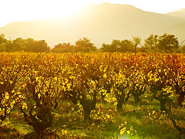 Vineyards, Languedoc Roussillon, France, Europe