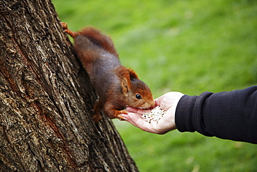 Feeding red squirrel in Parque del Retiro, Madrid, Spain, Europe 