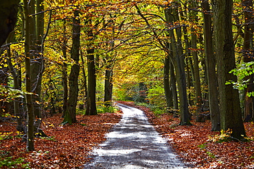 Burnham Beeches, Buckinghamshire, England, United Kingdom, Europe