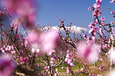 Fruit blossom, Mount Canigou, Pyrenees Oriental, Languedoc-Roussillon, France, Europe