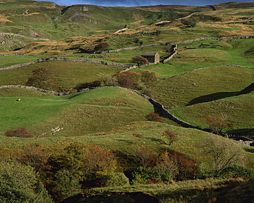 Stone walls, fields and farmhouse in valley, Swaledale, Yorkshire Dales National Park, Yorkshire, England, United Kingdom, Europe