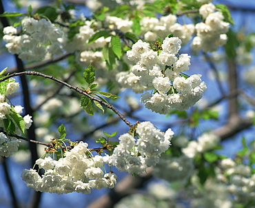 Close-up of white spring blossom on a tree in London, England, United Kingdom, Europe