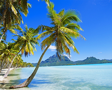 Palm trees and beach, Bora Bora, Tahiti, Society Islands, French Polynesia, Pacific