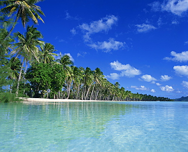 Palm trees fringe the tropical beach and turquoise sea on Bora Bora (Borabora), Tahiti, Society Islands, French Polynesia, Pacific Islands, Pacific