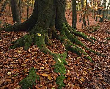 Close-up of tree roots and autumn (fall) foliage, in woodland, Burnham Beeches, Buckinghamshire, England, United Kingdom, Europe