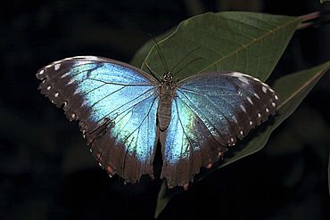 Blue Morpho Butterfly (Morpho peleide)