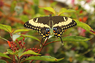 Swallowtail Butterfly (Papilionidae)