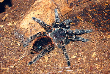 Brazilian salmon pink bird-eating tarantula (Lasiodora parahybana) originating from northeastern Brazil, South America