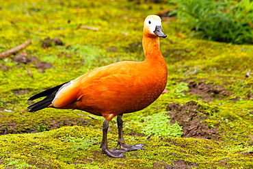 Ruddy shelduck (Tadorna ferruginea) in the family Anatidae, subfamily Tadorninae, in captivity in the United Kingdom, Europe