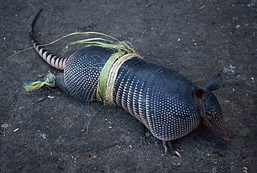 Close-up of an armadillo tied up and offered for sale at a market at Zuchitan, Mexico, North America