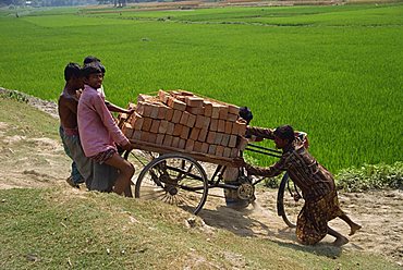 A group of young men pulling a cycle rickshaw loaded with bricks up a slope out of a rice field in Bangladesh, Asia