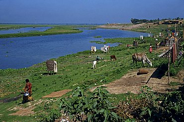 Latrines on the river bank in rough land grazed by cows in a slum in Dhaka, Bangladesh, Asia