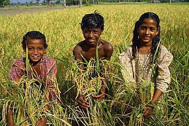 Children in rice field, Char Kukri Mukri, Bangladesh, Asia