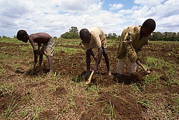 Preparing fields for next season's maize crop, Merca, Somalia, Africa