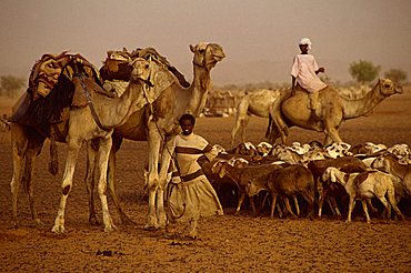 People and livestock during famine in 1997, Darfur, Sudan, Africa