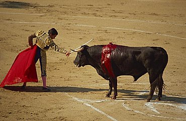 Matador with red cape and wounded bull bleeding during a bullfight in Arles, Bouches du Rhone, Provence, France