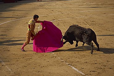 Matador and bull during a bullfight in Arles, Bouches du Rhone, Provence, France, Europe