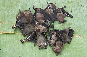 Bats for eating, Morning food market, Luang Prabang, Laos, Indochina, Southeast Asia, Asia