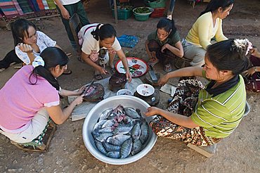 Women preparing fish caught in the Mekong River, in village near Luang Prabang, Laos, Indochina, Southeast Asia, Asia