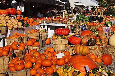 Pumpkins, The Hamptons, Long Island, New York State, United States of America, North America