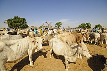 Animal market at Ngueniene, near Mbour, Senegal, West Africa, Africa