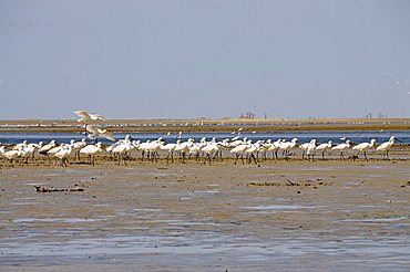 Spoonbills, Sine Saloum delta, Senegal, West Africa, Africa