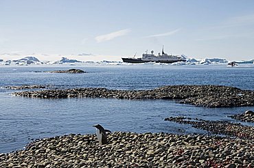 Gentoo penguins at Brown Bluff, Antarctic Peninsula, Antarctica, Polar Regions