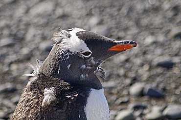 Gentoo Penguin moulting at Brown Bluff, Antarctic Peninsula, Antarctica, Polar Regions