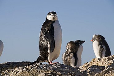 Chinstrap penguins, Gourdin Island, Antarctic Peninsula, Antarctica, Polar Regions