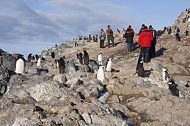 Chinstrap penguins, Gourdin Island, Antarctic Peninsula, Antarctica, Polar Regions