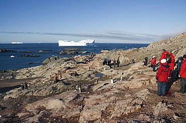 Gentoo penguins, Gourdin Island, Antarctic Peninsula, Antarctica, Polar Regions