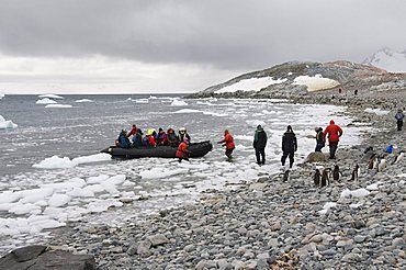 Gentoo penguins, Cuverville Island, Antarctic Peninsula, Antarctica, Polar Regions