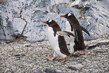 Gentoo penguins, Cuverville Island, Antarctic Peninsula, Antarctica, Polar Regions