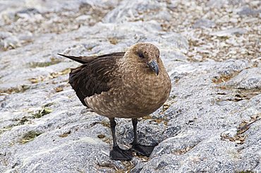 Brown skua, Cuverville Island, Antarctic Peninsula, Antarctica, Polar Regions