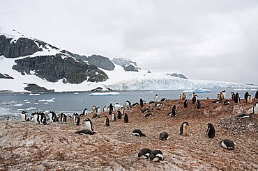 Cuverville Island, Antarctic Peninsula, Antarctica, Polar Regions