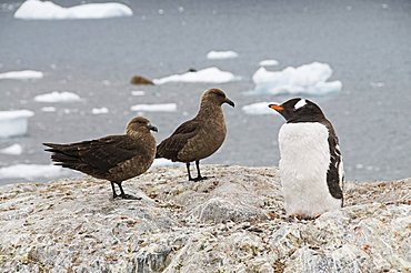 Brown skua and gentoo penguin, Cuverville Island, Antarctic Peninsula, Antarctica, Polar Regions