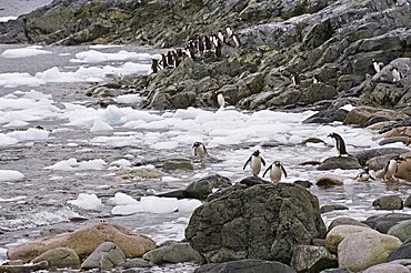 Gentoo penguins, Cuverville Island, Antarctic Peninsula, Antarctica, Polar Regions