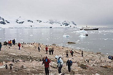 Tourists and gentoo penguins, Neko Harbour, Antarctic Peninsula, Antarctica, Polar Regions