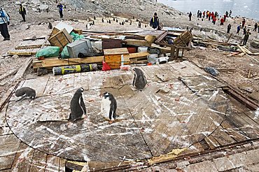 Gentoo penguins, remains of Argentine hut destroyed by severe wind, Neko Harbour, Antarctic Peninsula, Antarctica, Polar Regions