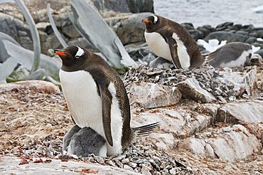 Gentoo penguin with young chicks, Jougla Point near Port Lockroy, Antarctic Peninsula, Antarctica, Polar Regions