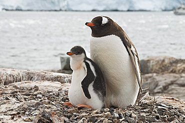 Gentoo penguin with young chicks, Jougla Point near Port Lockroy, Antarctic Peninsula, Antarctica, Polar Regions