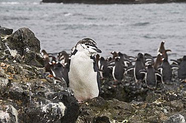 Moulting chinstrap penguin in foreground and gentoo penguins behind, Hannah Point, Livingstone Island, South Shetland Islands, Polar Regions