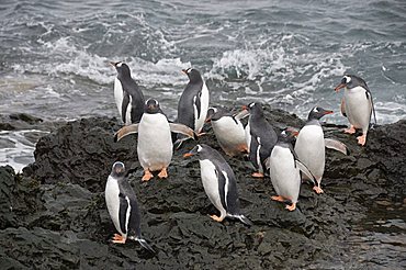 Gentoo penguins, Hannah Point, Livingstone Island, South Shetland Islands, Polar Regions