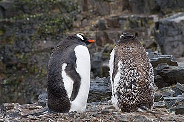 Moulting gentoo penguins, Hannah Point, Livingstone Island, South Shetland Islands, Polar Regions