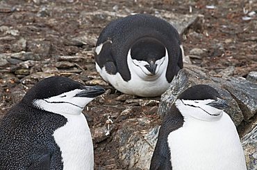 Chinstrap penguins, Hannah Point, Livingstone Island, South Shetland Islands, Polar Regions