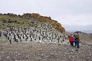 Moulting chinstrap penguins, Hannah Point, Livingstone Island, South Shetland Islands, Polar Regions