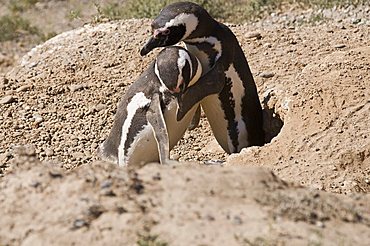 Magellanic penguins, Valdes Peninsula, Patagonia, Argentina, South America