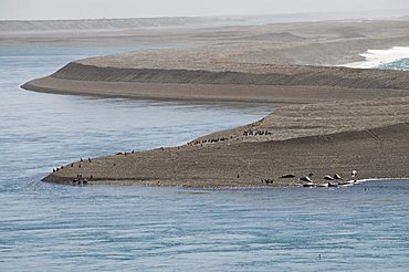 Elephant seal and comorants, Valdes Peninsula, Patagonia, Argentina, South America